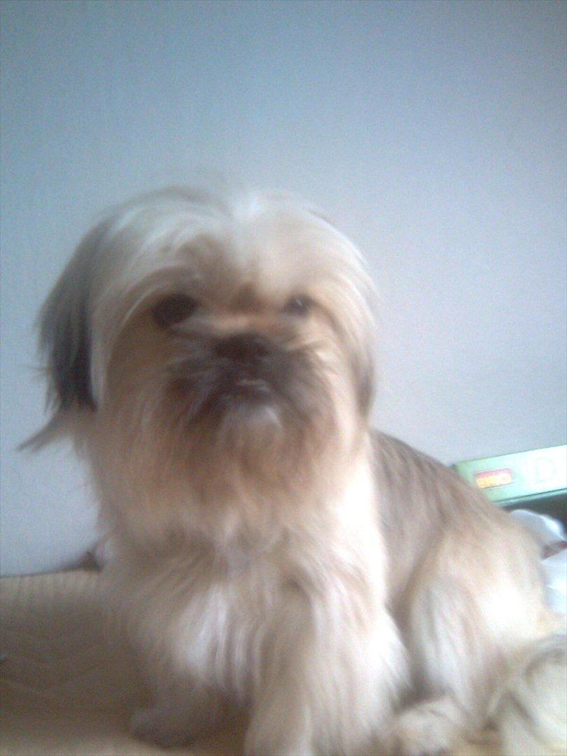 Blanding af racer Smilla <3 - Miiin fantastiske hund <3 billede 13