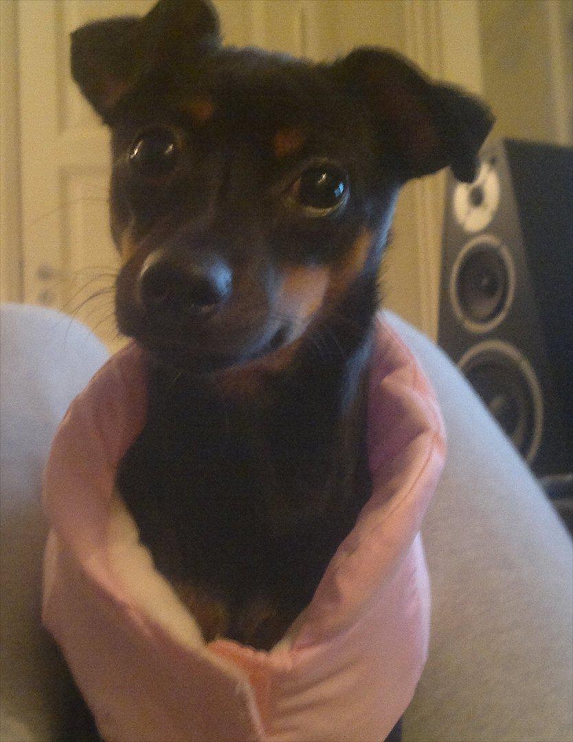 Blanding af racer Ratpinscher - Shila , bor hos andre nu billede 3