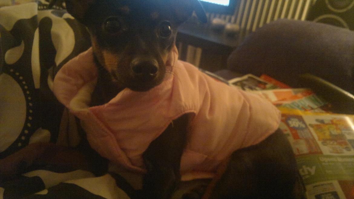 Blanding af racer Ratpinscher - Shila , bor hos andre nu billede 13