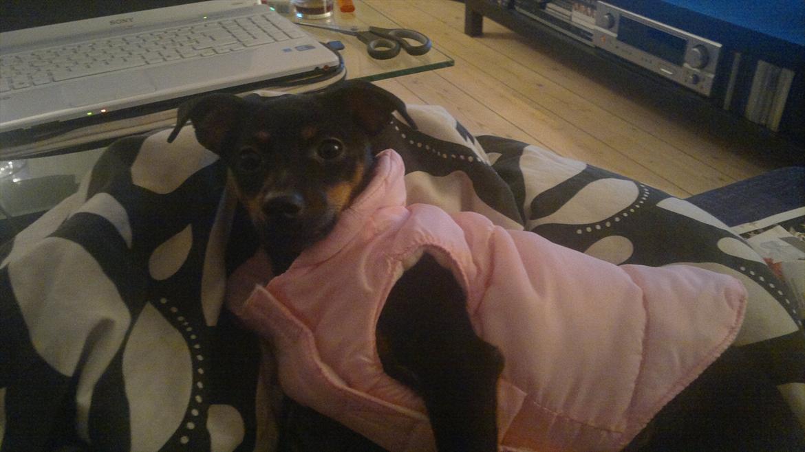 Blanding af racer Ratpinscher - Shila , bor hos andre nu billede 14