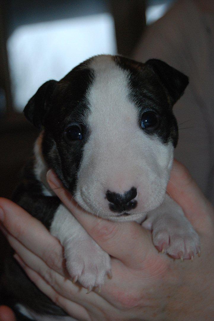 Bullterrier miniature Maligårdens Cutting Edge aka Zoey billede 2