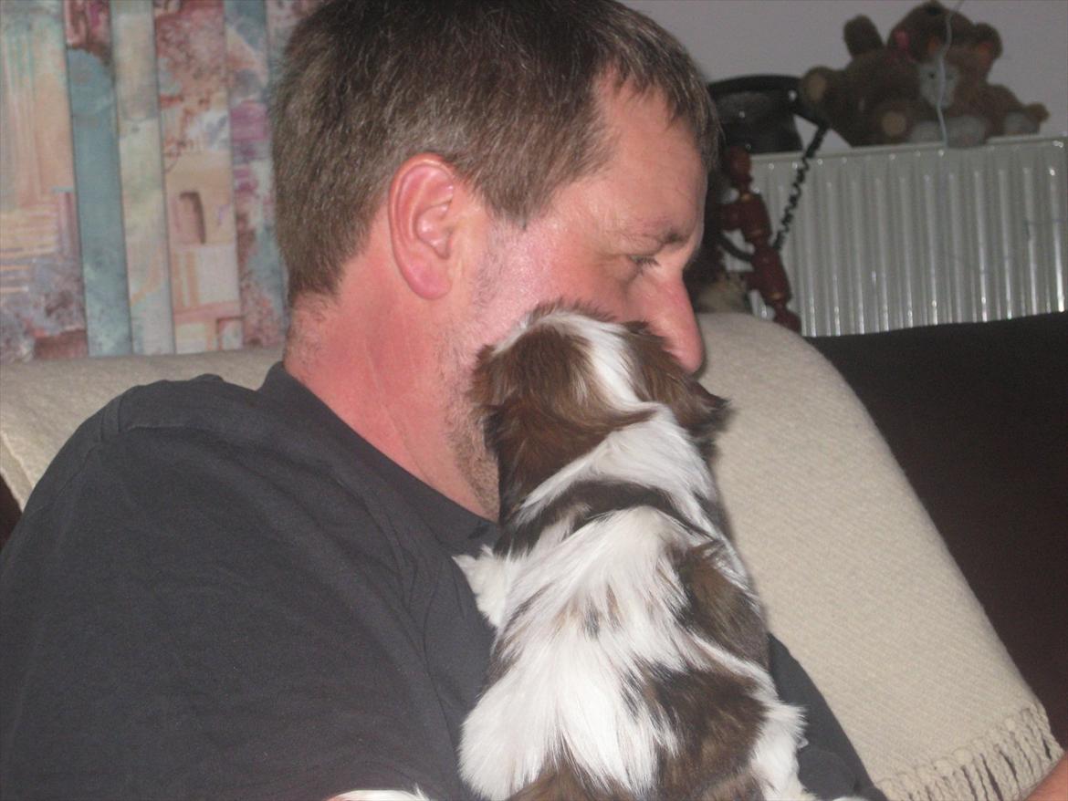 Shih tzu Kiki - Så skal der slikkes på far. (8uger) billede 12