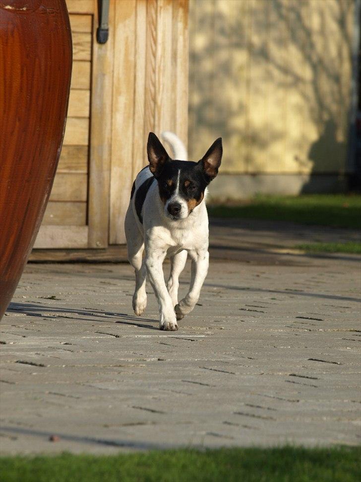 Blanding af racer Ling billede 8