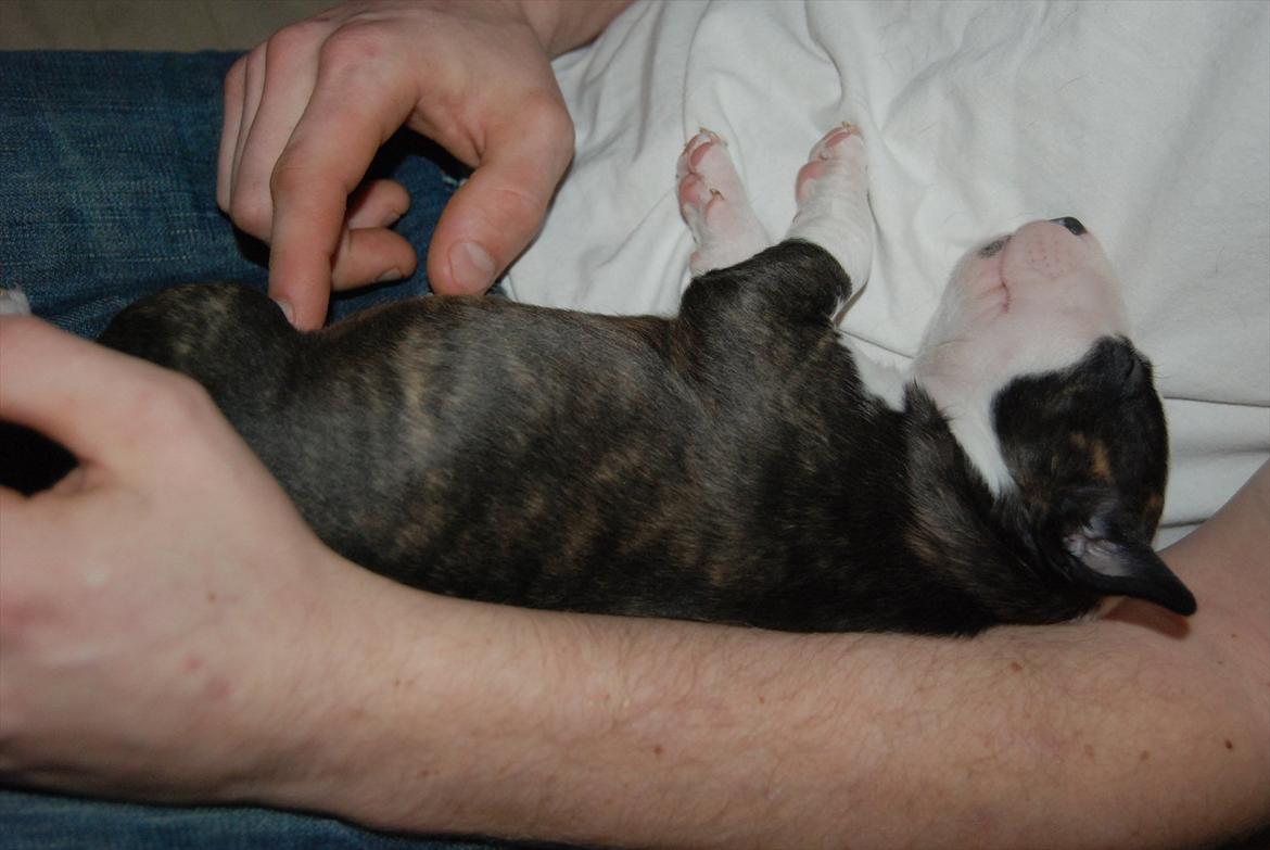 Bullterrier miniature Maligårdens Cutting Edge aka Zoey billede 3