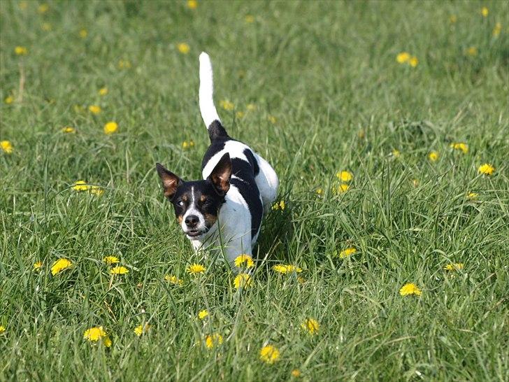 Blanding af racer Ling billede 9