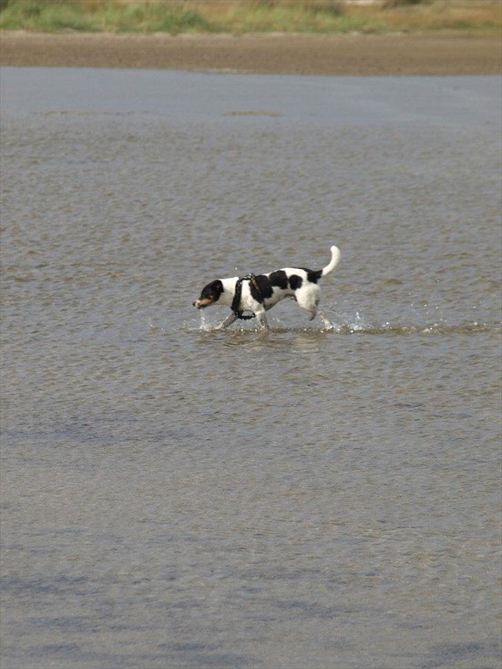 Blanding af racer Ling billede 10