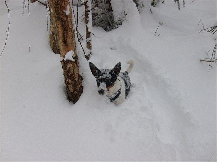 Blanding af racer Ling billede 11