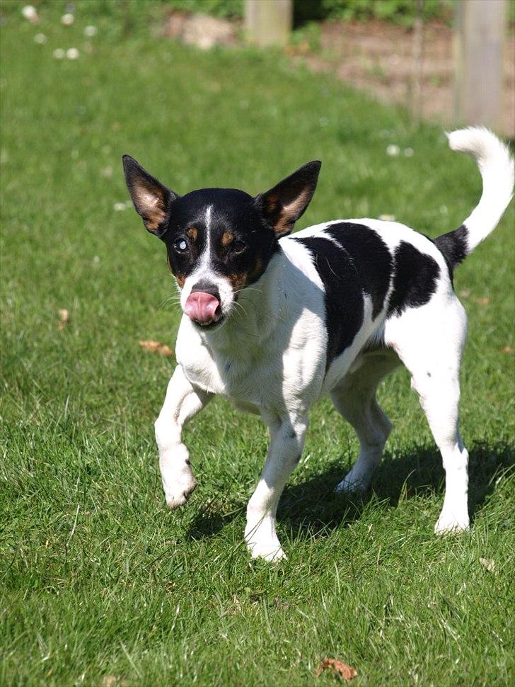 Blanding af racer Ling billede 12