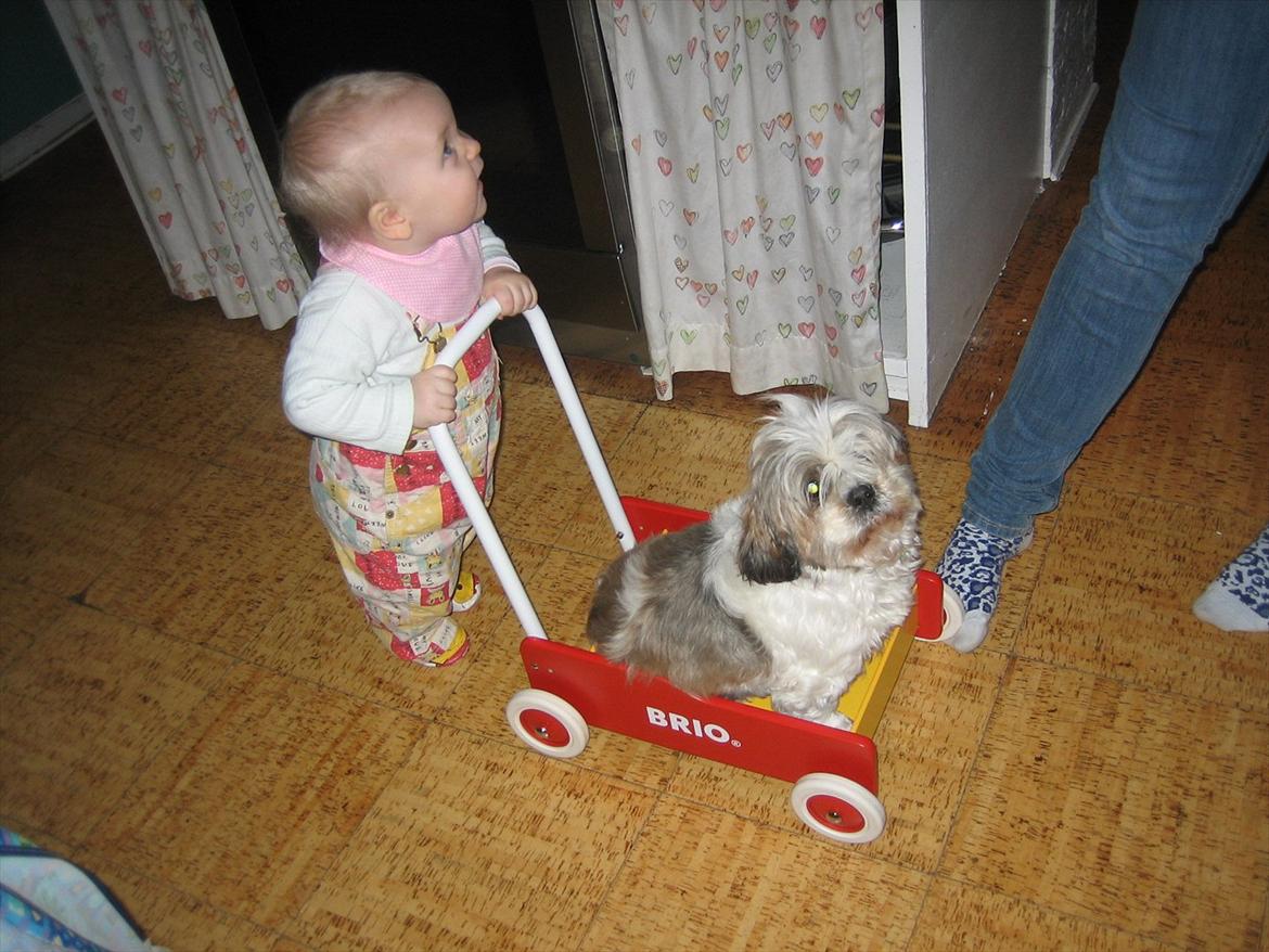 Shih tzu Ronja - Her hjælper Ronja min lillesøster med at gå med gå vognen, hun vejer nemlig så meget at pigen ikke falder når hun rejser sig op ved den. billede 20