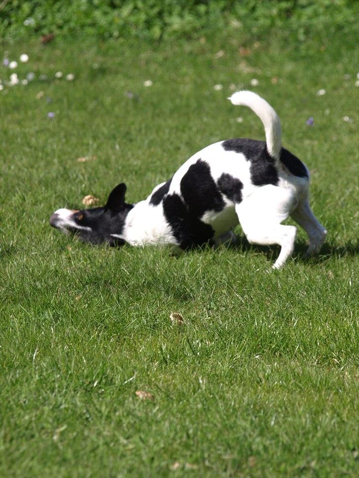 Blanding af racer Ling billede 13