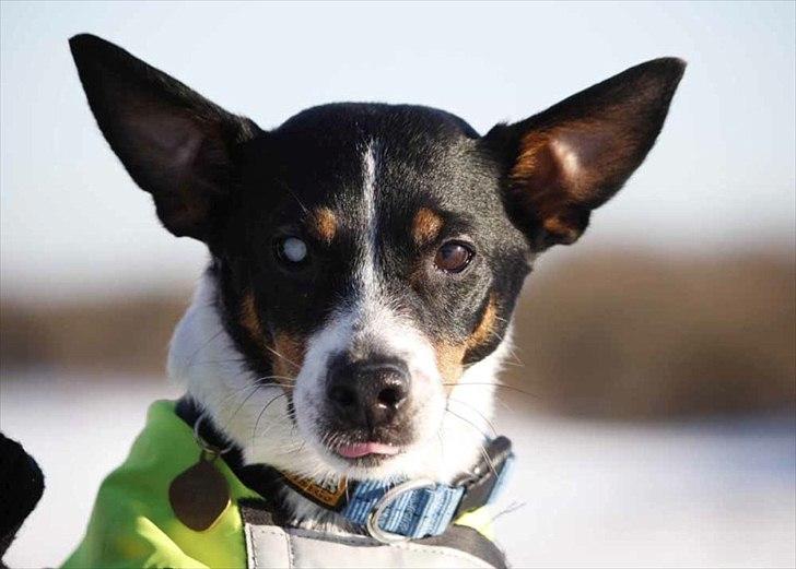 Blanding af racer Ling billede 14