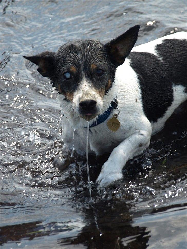 Blanding af racer Ling billede 15