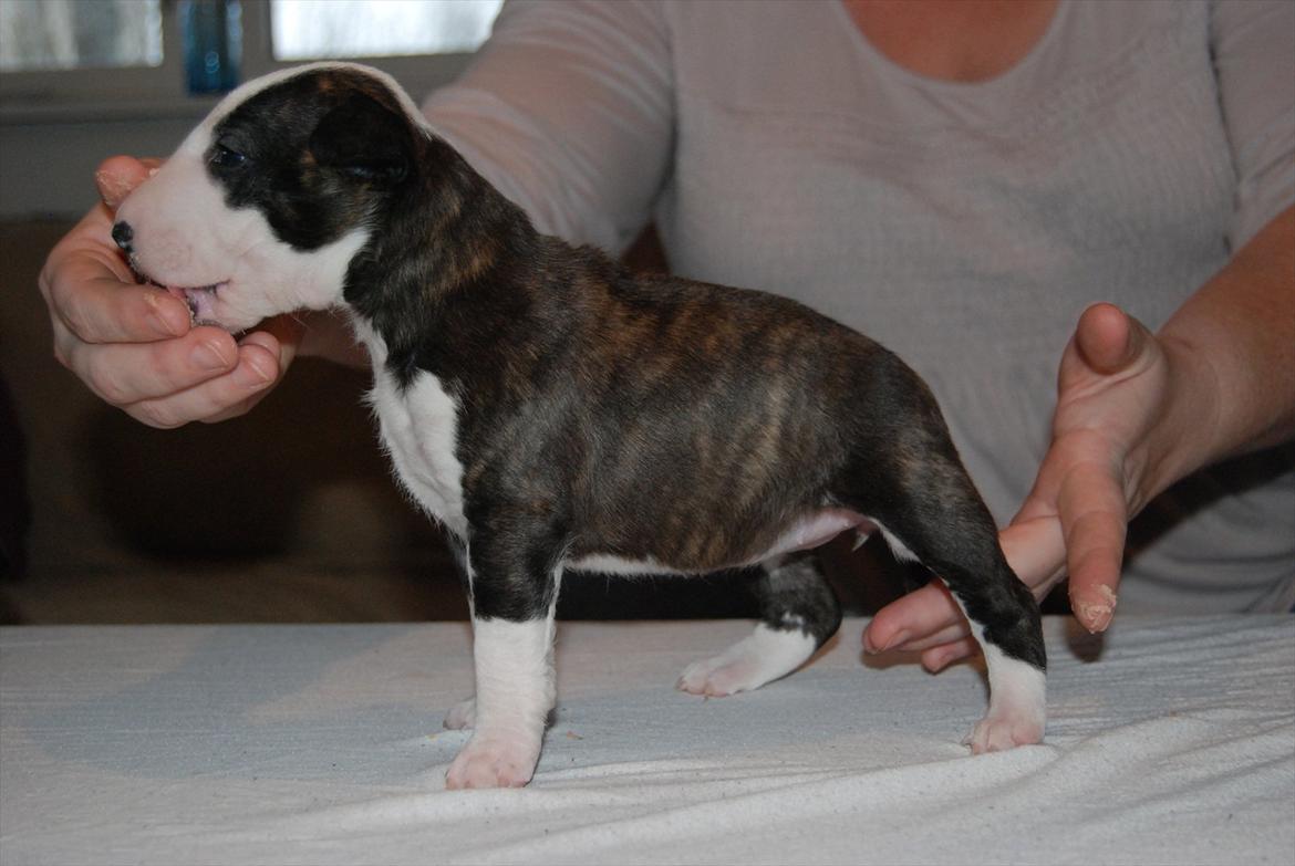 Bullterrier miniature Maligårdens Cutting Edge aka Zoey billede 5