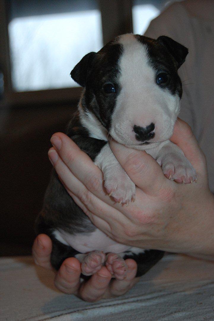 Bullterrier miniature Maligårdens Cutting Edge aka Zoey billede 6