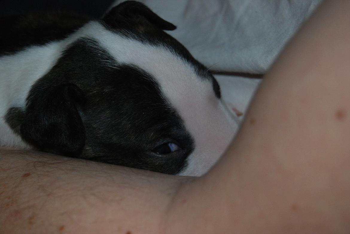 Bullterrier miniature Maligårdens Cutting Edge aka Zoey billede 7