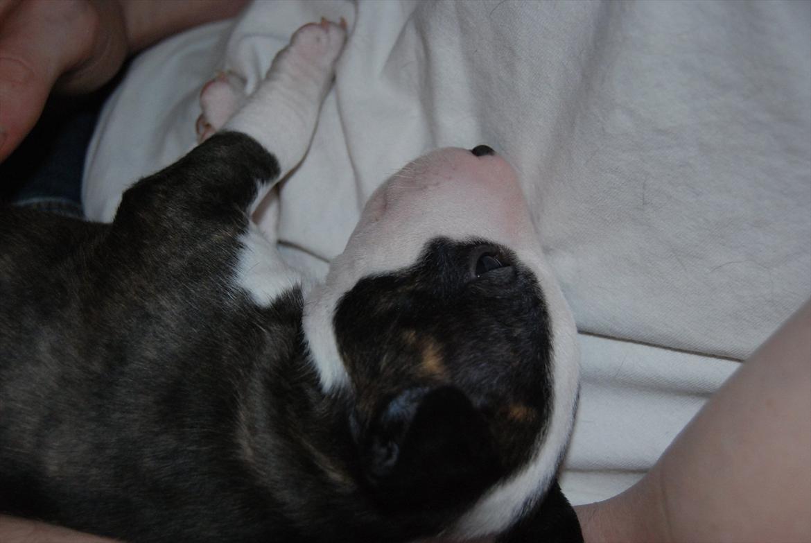 Bullterrier miniature Maligårdens Cutting Edge aka Zoey billede 8