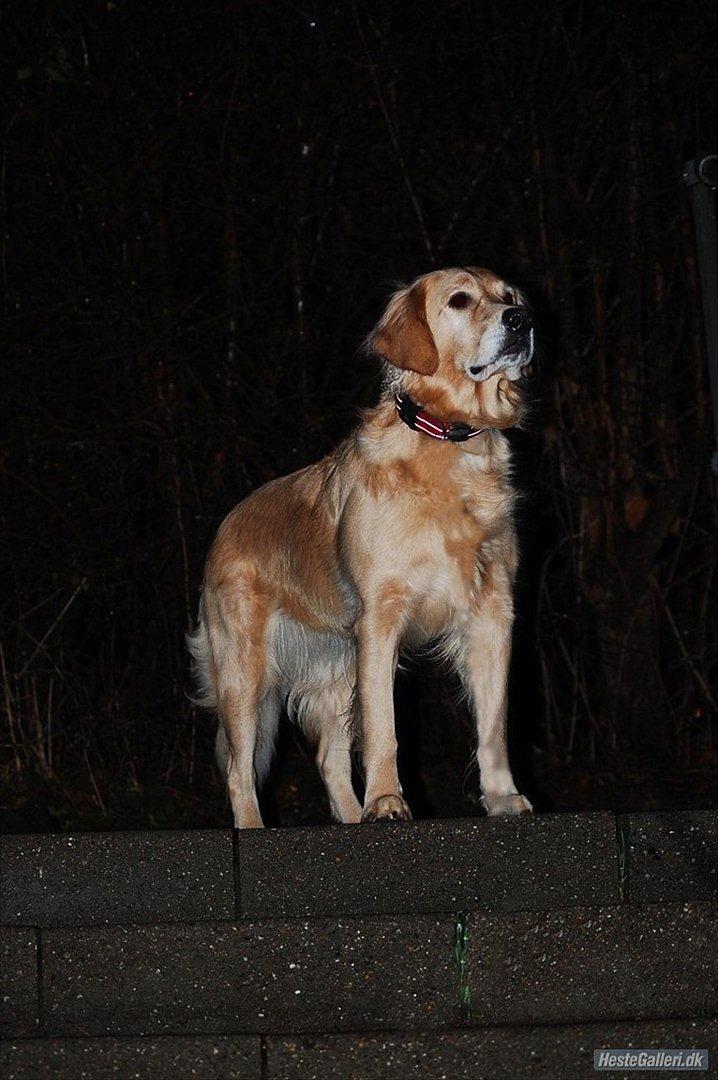 Golden retriever Niclanoma's Krongaard Tikka - Solgt :'( - 17) Ude i og gå! :D Det er lidt koldt, men dejligt! Og de lige hvor fin jeg er! :) billede 17