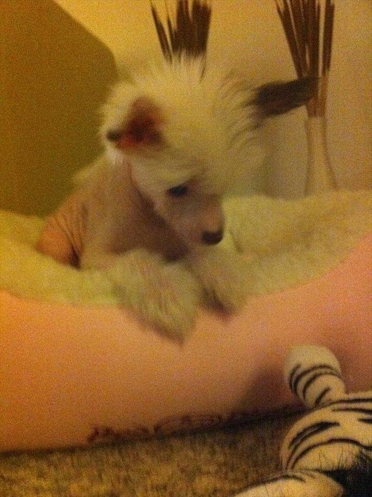 Chinese crested hårløs Chinese By Storm´s Cher billede 13