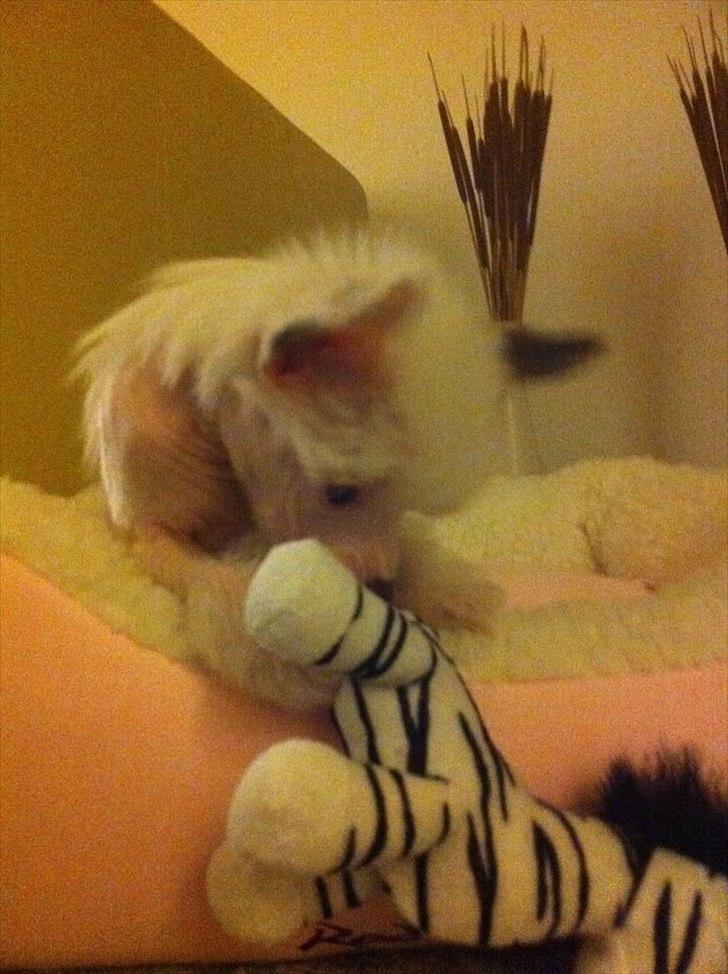 Chinese crested hårløs Chinese By Storm´s Cher - min yndlingsbamse
 billede 5