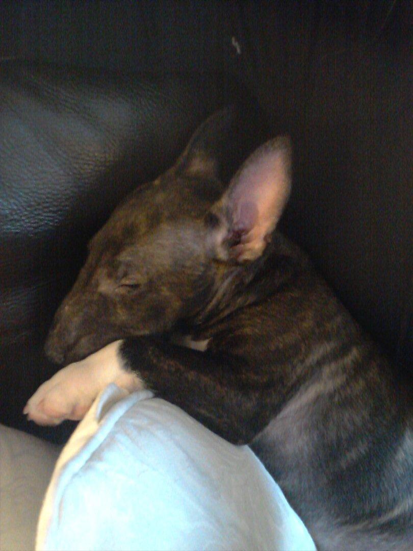 Bullterrier miniature Snoopy billede 8