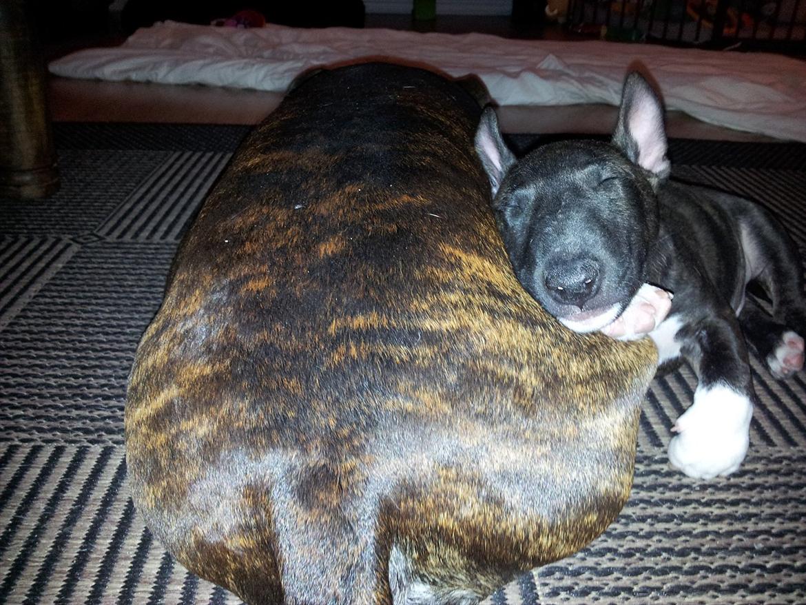 Bullterrier miniature Snoopy - Ja når jeg ikke r plads i sofaen, må man jo finde en pude et andet sted. billede 9