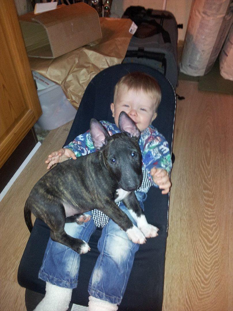 Bullterrier miniature Snoopy - Om Noa er i stolen eller ej, det spiller ingen rolle :-) billede 10
