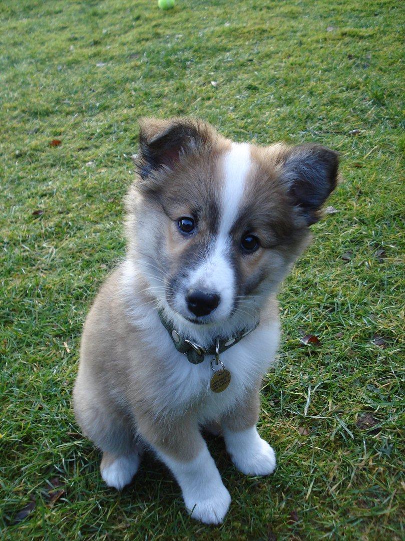 Islandsk fårehund Saga - Nu har jeg boet her i 14 dage, og er tæt på at være 11 uger - aww jeg er nuttet! billede 4