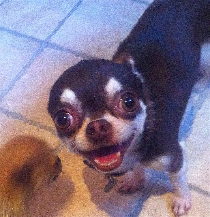 Chihuahua Choko Al Pacino billede 20