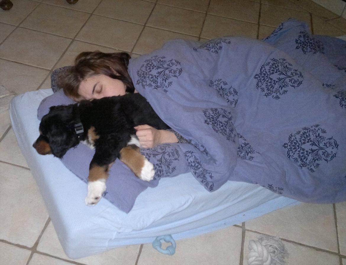 Berner sennenhund Bernerflokken Basil - Hvad man ikke gør for at få lidt nattesøvn... *GG* billede 4