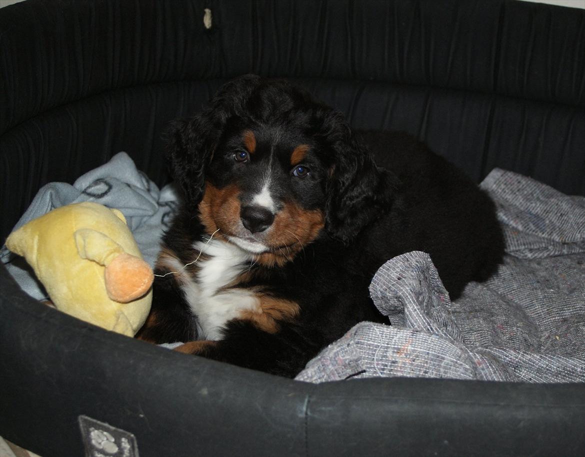 Berner sennenhund Bernerflokken Basil - Basil KAN altså også godt ligge i sin egen seng. :-) Her 8 uger gammel. :-) billede 5