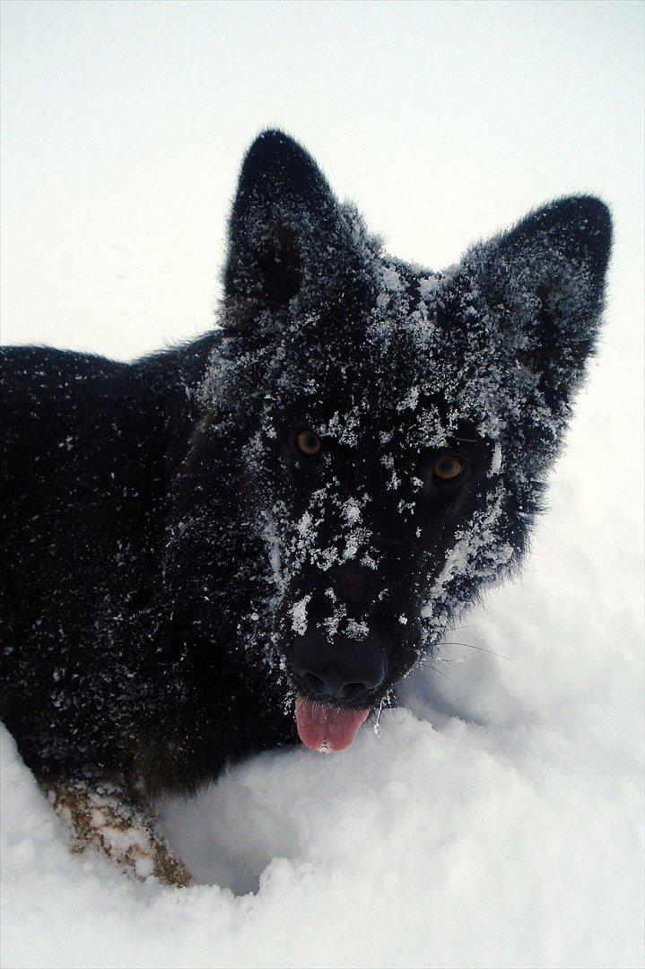 Schæferhund Creuf billede 13