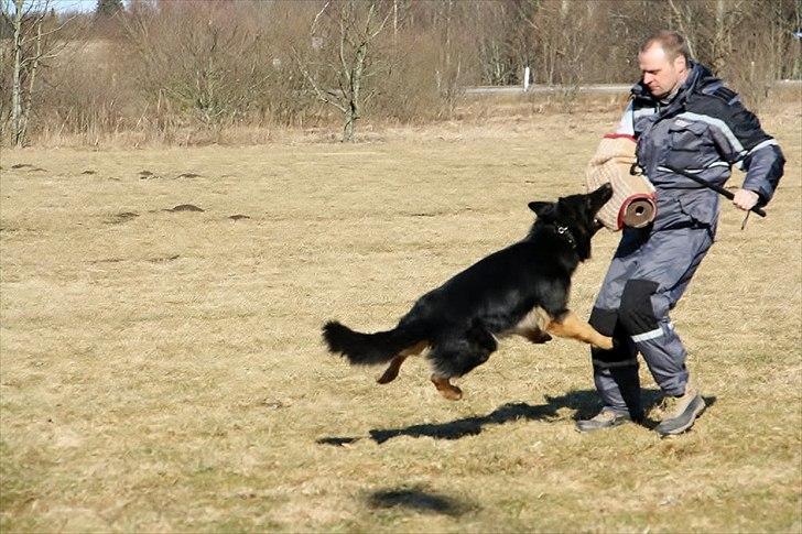 Schæferhund Creuf billede 14