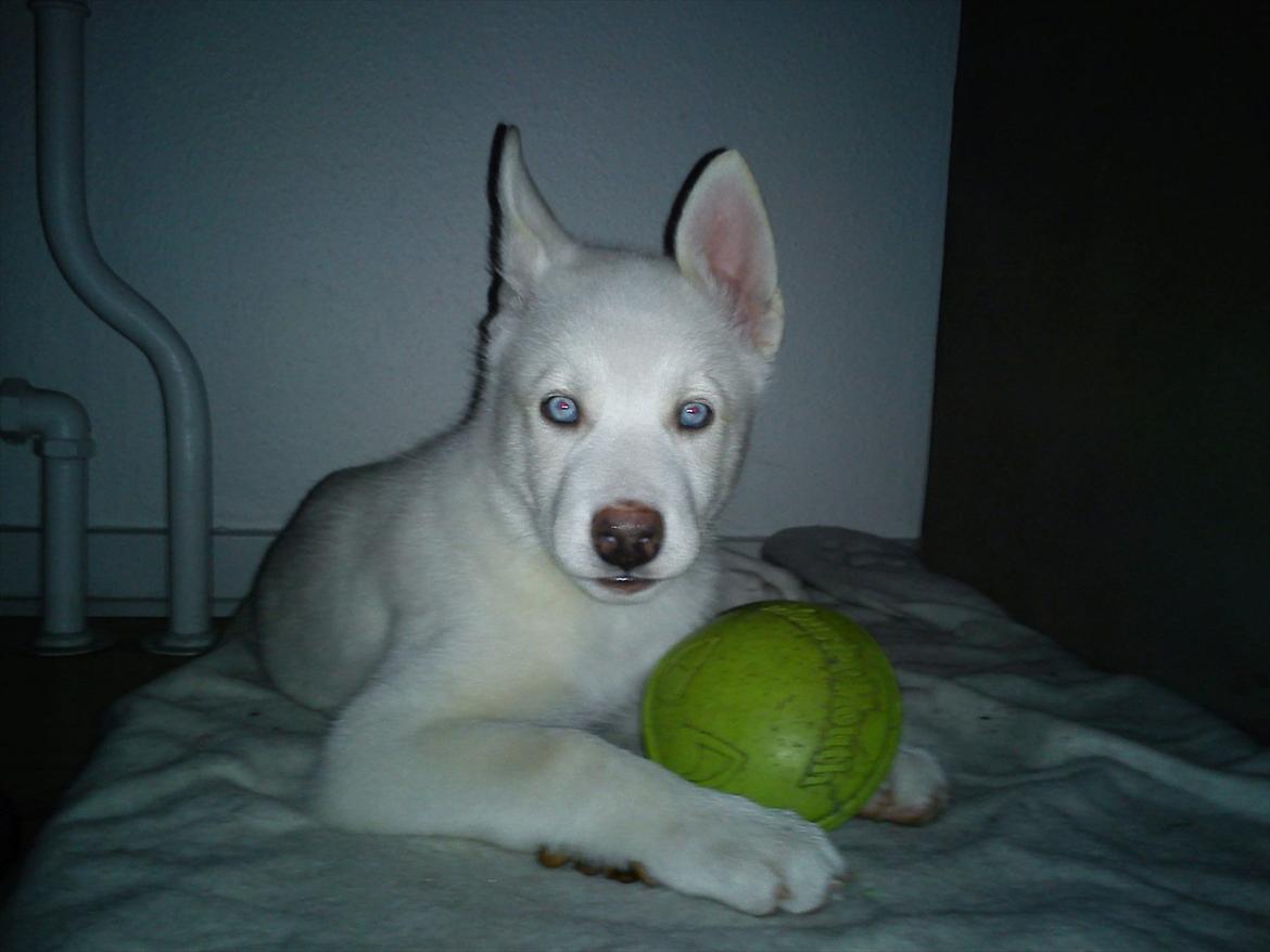 Siberian husky Luka R.I.P  billede 20