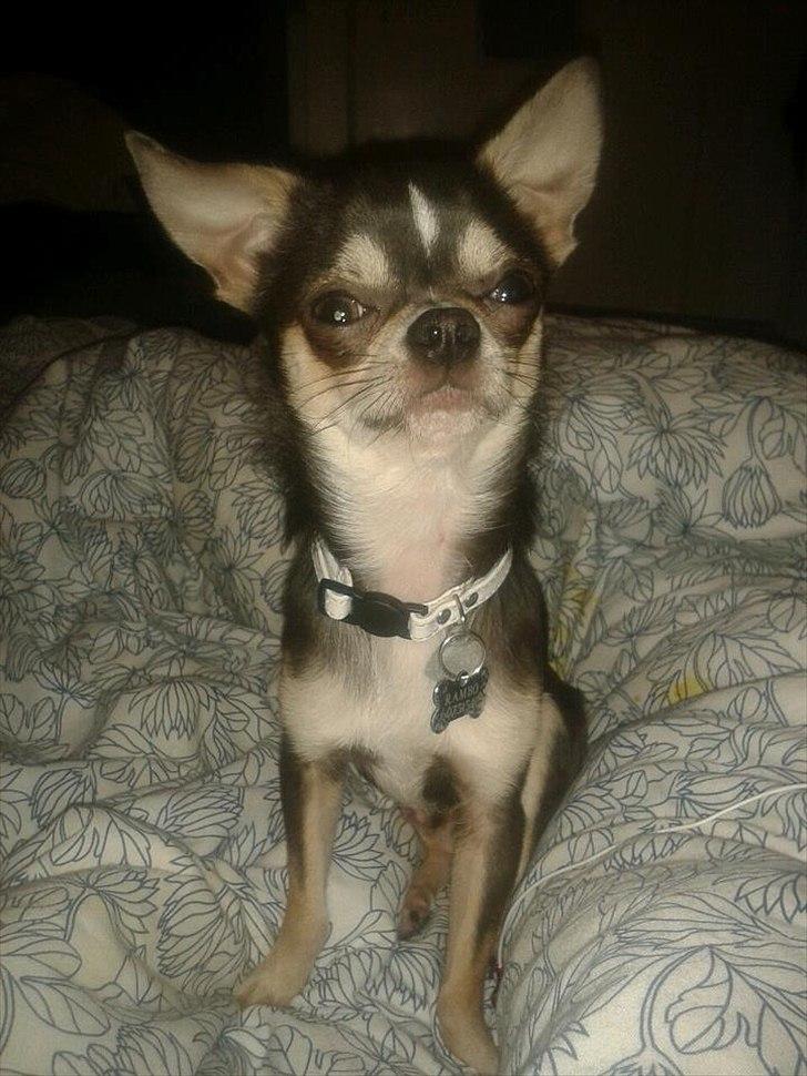 Chihuahua Over The Rainbow Of Varius Canis ** Rambo ** billede 14