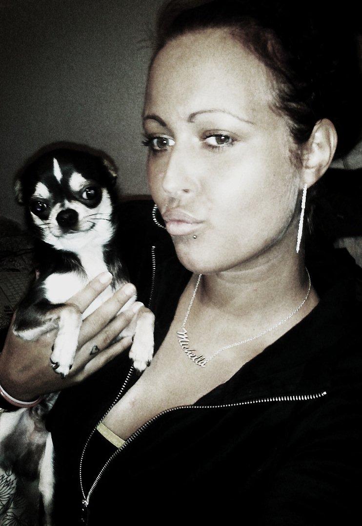 Chihuahua Over The Rainbow Of Varius Canis ** Rambo ** billede 15