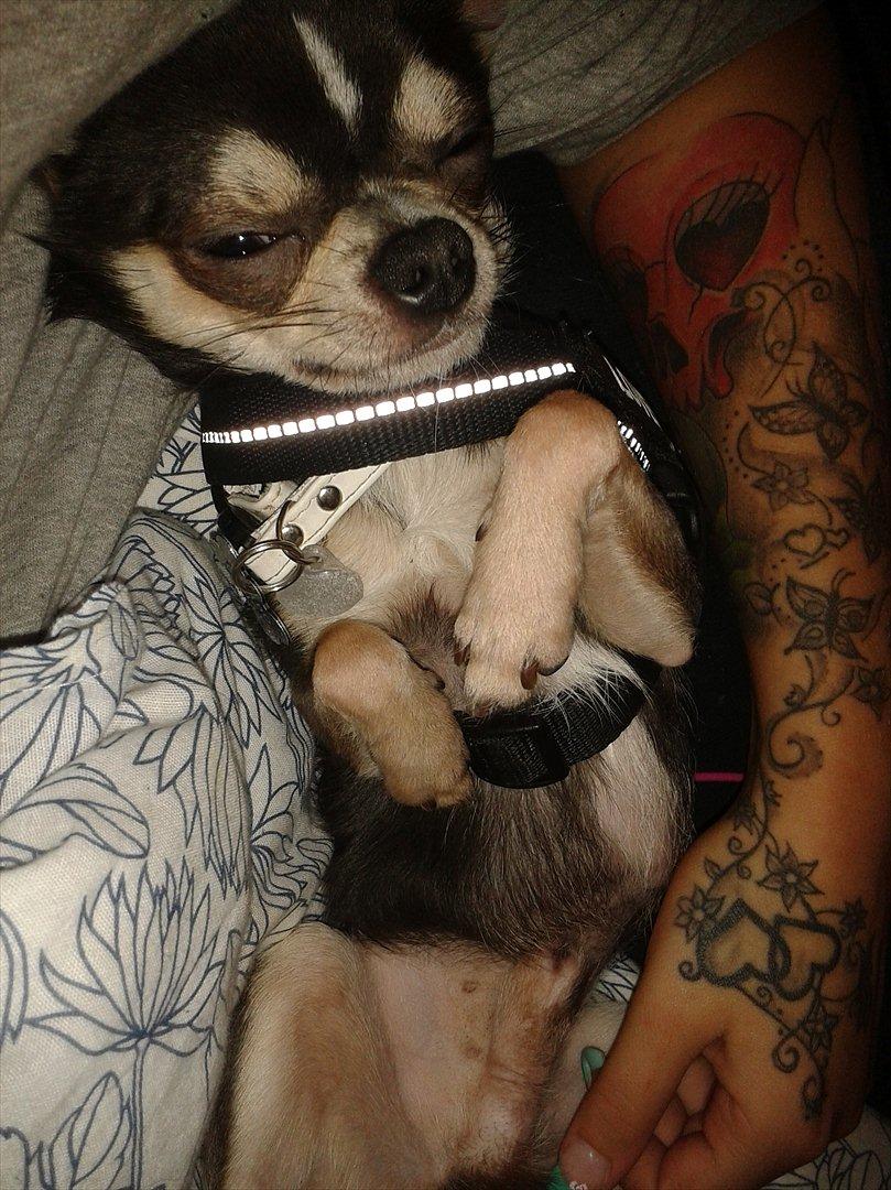 Chihuahua Over The Rainbow Of Varius Canis ** Rambo ** billede 16