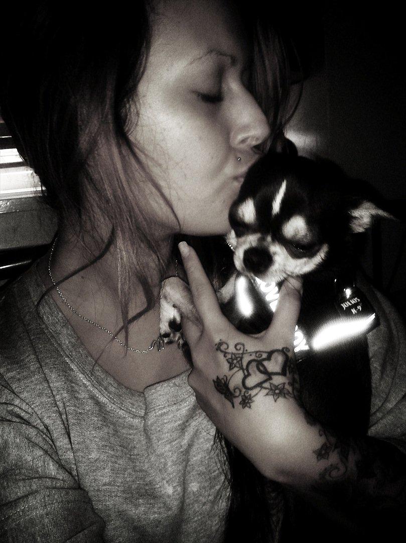 Chihuahua Over The Rainbow Of Varius Canis ** Rambo ** billede 17