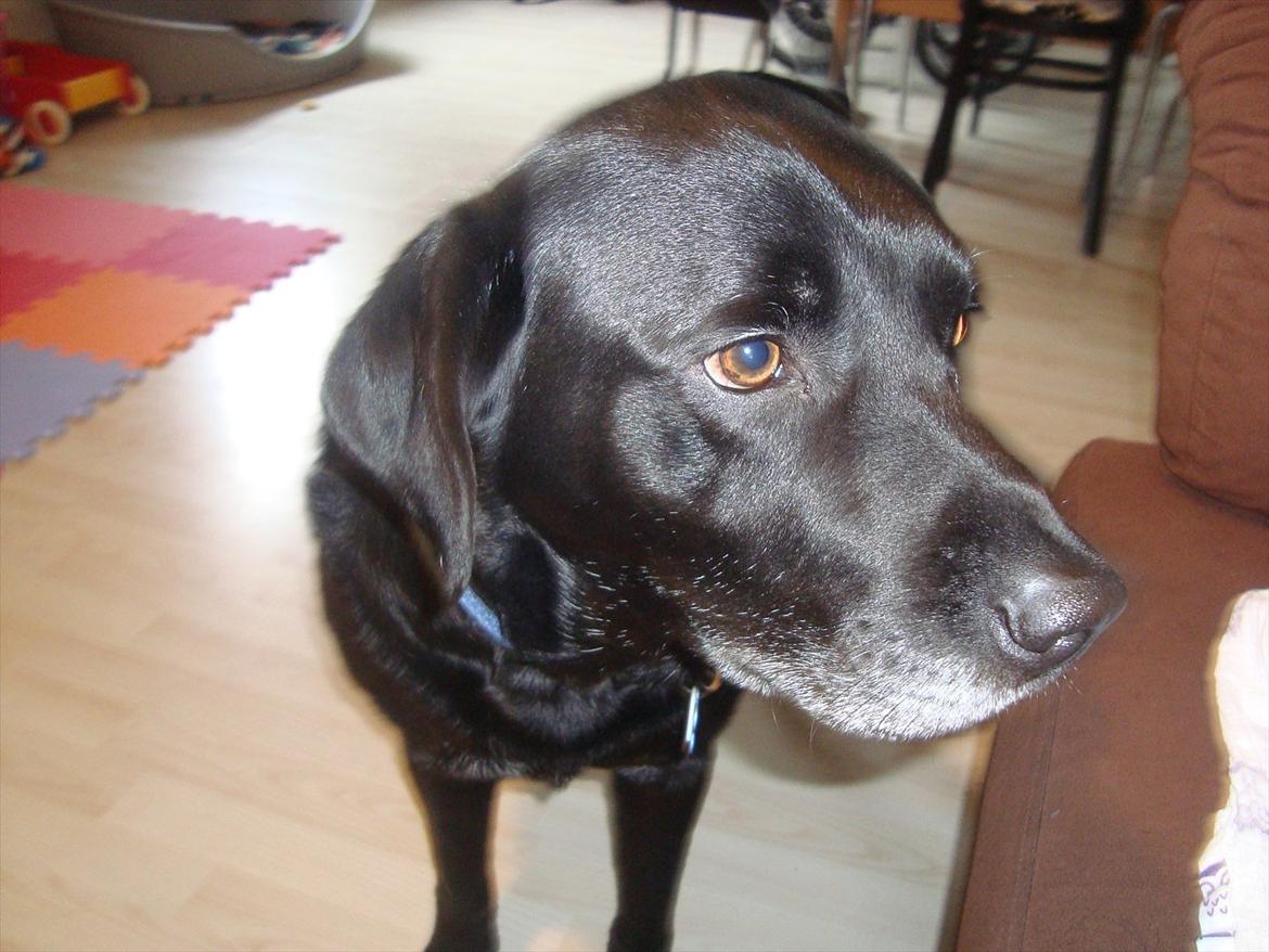 Labrador retriever Rofus <3Kærestens & min<3 billede 12