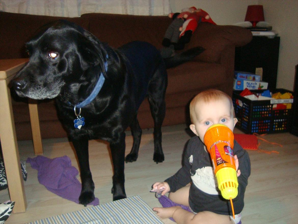 Labrador retriever Rofus <3Kærestens & min<3 billede 13