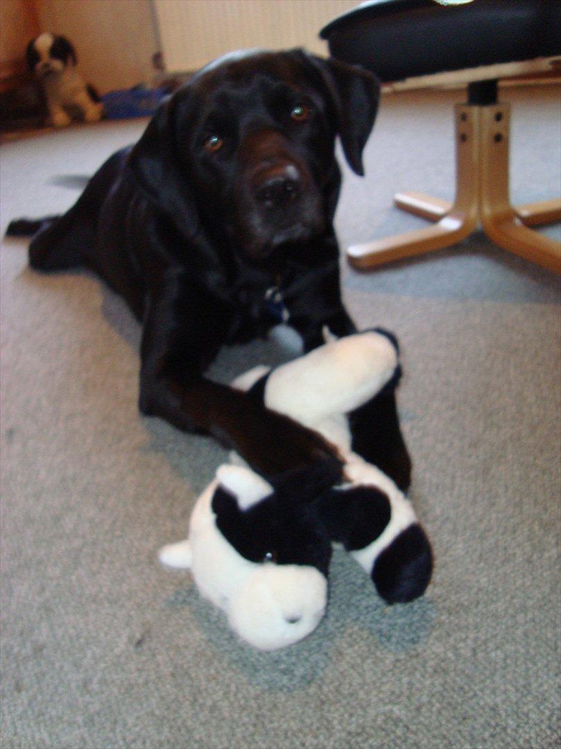 Labrador retriever Rofus <3Kærestens & min<3 billede 14