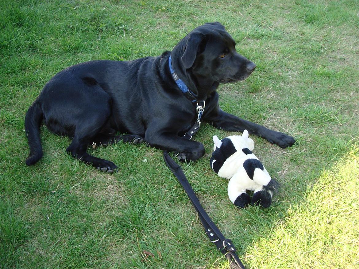 Labrador retriever Rofus <3Kærestens & min<3 billede 15