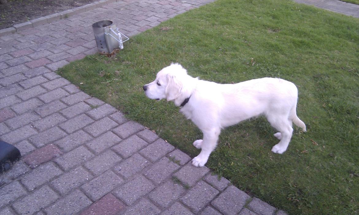 Golden retriever Spencer billede 6