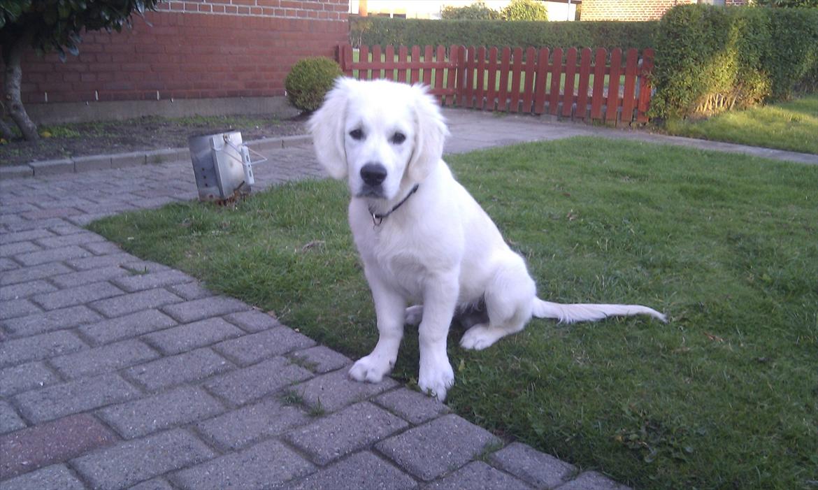 Golden retriever Spencer billede 7