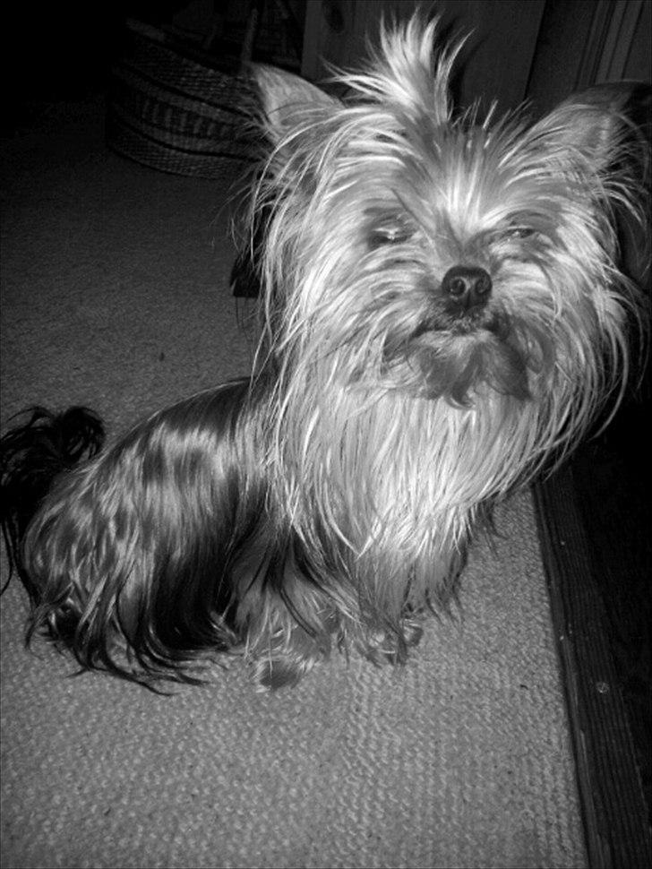 Yorkshire terrier Mia - Mia min dejlige hund <3.. billede 1