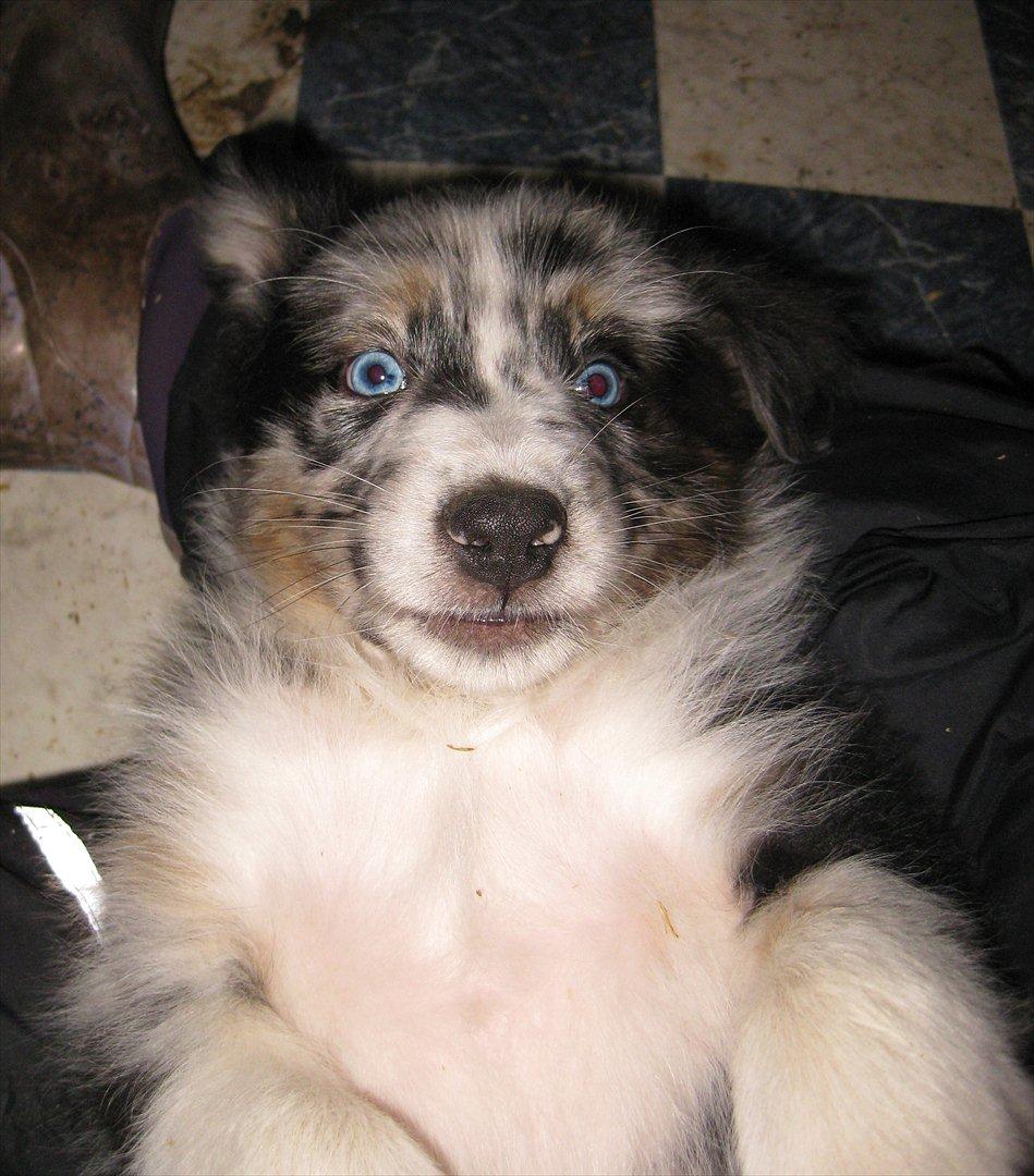 Australian shepherd Godrumgaard´s Jason - Jason den bandit billede 10