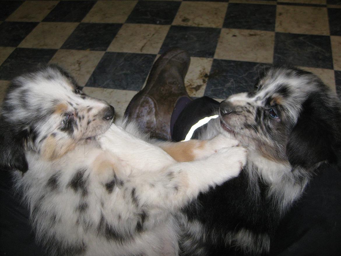 Australian shepherd Godrumgaard´s Jason - Leger med søster Healey billede 11