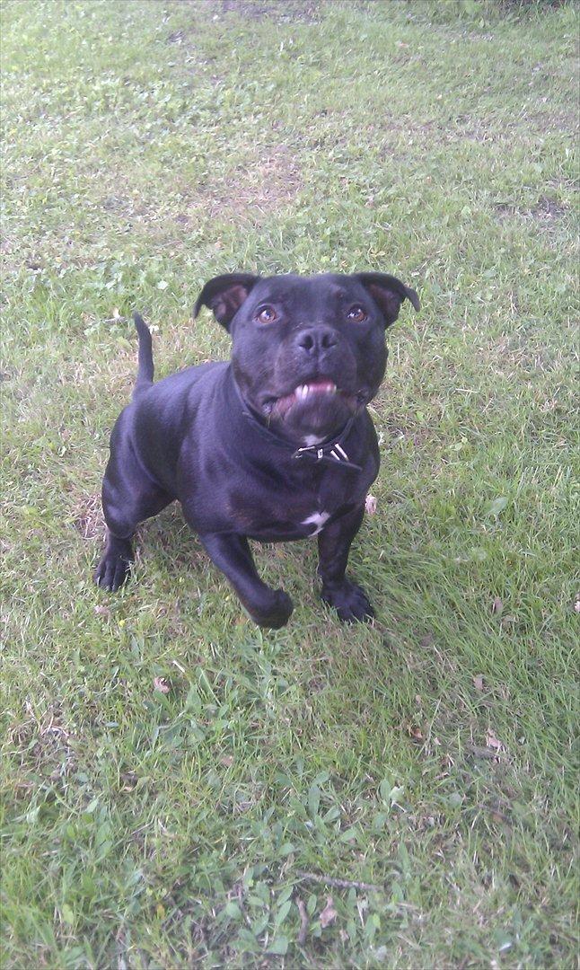 Staffordshire bull terrier Tyson billede 1