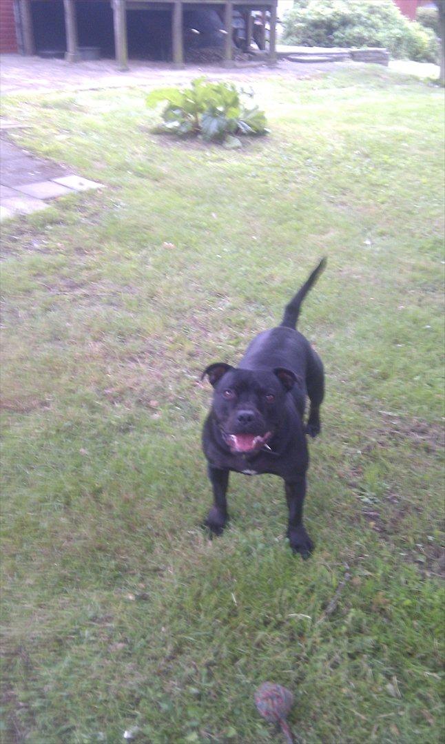 Staffordshire bull terrier Tyson billede 2