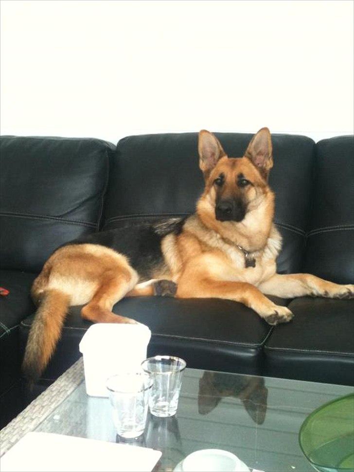 Schæferhund Nahla billede 1