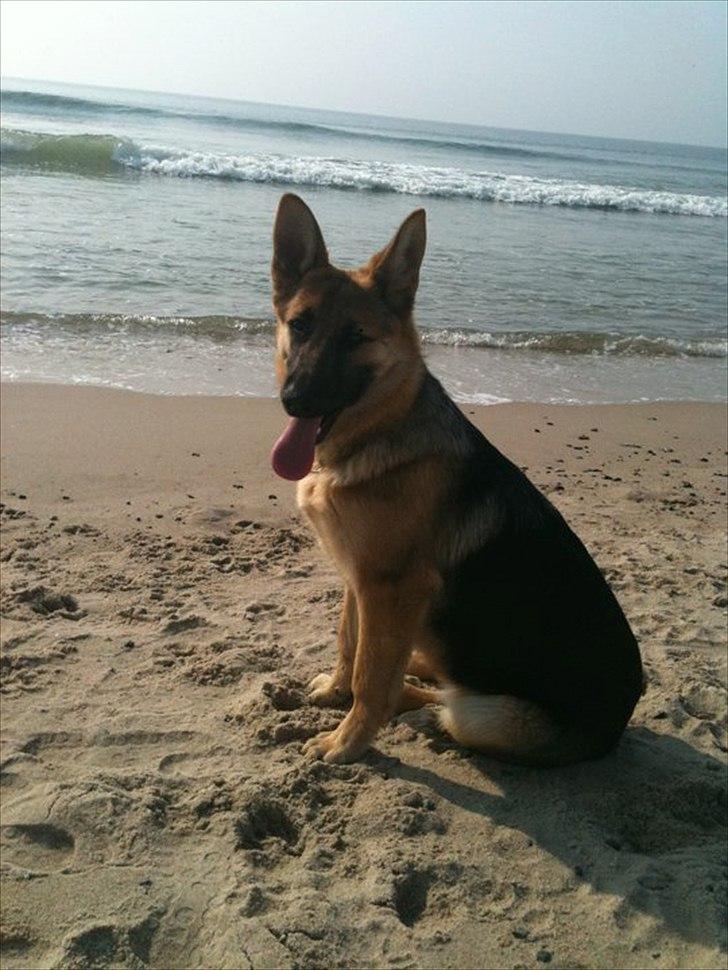 Schæferhund Nahla billede 2